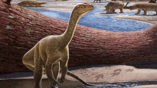 Reconstitution du dinosaure Mbiresaurus raathi