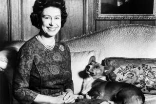 Vous n’aurez jamais autant de chiens corgis qu’Elizabeth II