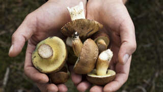 mushrooms harvesting