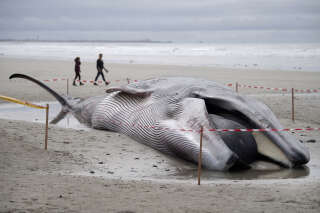 Passers-by walk next to a 16-meter beached rorqual whale, on the beach of Treguennec, western France on September 10, 2022. - This cetacean is the second to be stranded in Finistere region in eight days, after the one from the Sein Island on September 2. (Photo by FRED TANNEAU / AFP)