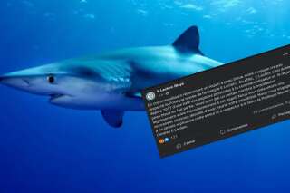 Leclerc s’excuse après avoir fait la promotion du requin peau bleue en danger d’extinction