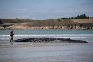 French volunteer and member of RNE (Stranding National Network) Bernard Martin takes picture of a beached rorqual whale, on the beach of Ploeven, western France on September 19, 2022. (Photo by FRED TANNEAU / AFP)