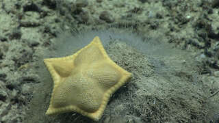 Plinthaster dentatus, ou l’étoile de mer qui a la forme d’un ravioli.