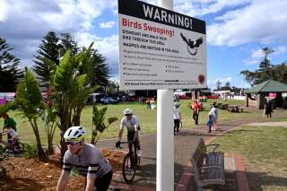 Des oiseaux attaquent les coureurs aux mondiaux de cyclisme en Australie