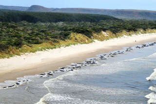 En Australie, 200 cétacés meurent échoués sur une plage