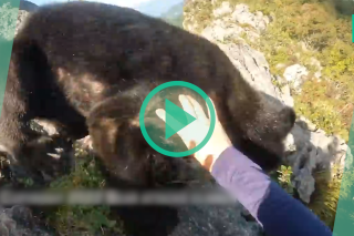 Les images impressionnantes d’un alpiniste attaqué par un ours au Japon