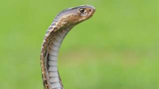 A king cobra that escaped from a zoo in Sweden has been found after a week on the run.