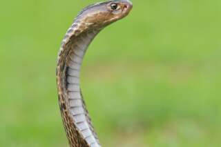 Une semaine après sa fuite dans un zoo suédois, le cobra royal « Houdini » a été retrouvé