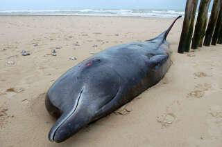 Une baleine de 7 mètres meurt après s’être échouée sur une plage du Pas-de-Calais