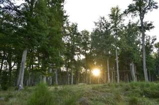 La première forêt cimetière de France ouvrira en Alsace en 2023