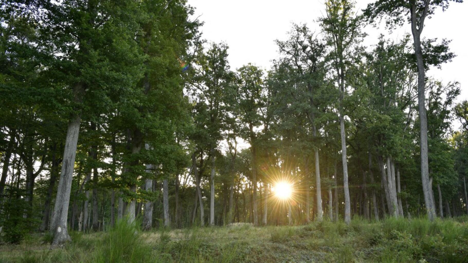 Frankreichs erster Friedhofswald wird 2023 im Elsass eröffnet
