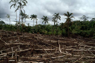 En dix mois, 2022 est déjà la pire année pour la déforestation en Amazonie 