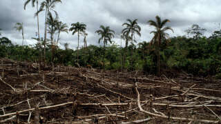 La déforestation en Amazonie brésilienne a atteint un niveau record en novembre 2022, selon l’Institut national de recherches spatiales.