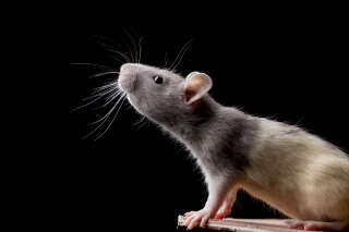 Les rats aussi ont le sens du rythme (surtout sur Queen et Lady Gaga)
