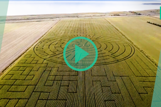 Ce champ est désormais le plus grand labyrinthe de maïs du monde