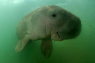 Qui est le dugong, désormais classé « en danger critique » d’extinction ?