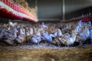 L’Europe connaît « la plus dévastatrice » grippe aviaire de son histoire
