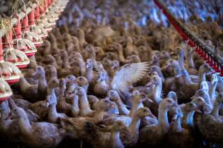 Canards, poulets, dindes... L’Europe va-t-elle vacciner toutes ses volailles contre la grippe aviaire ?