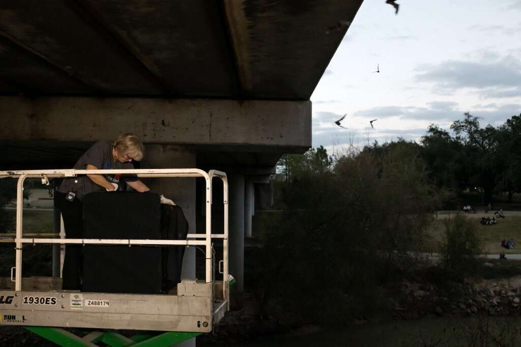 Mary Warwick, Wildlife Director at Houston Humane Society, releases bats at the Waugh Bridge Bat Colony in Houston, Texas, on December 28, 2022. - Nearly 700 bats were rescued from the colony due to frigid temperatures that caused the bats to go into hypothermic shock, lose their grip on the bridge, and fall to the ground. In total, the Humane Society rescued 1600 bats from the Houston area. (Photo by Mark Felix / AFP)