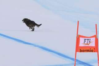 Ce chien insaisissable a volé la vedette aux meilleurs skieurs du monde