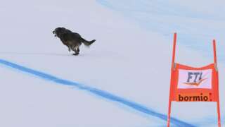 Insaisissable durant plusieurs minutes, un chien a provoqué une courte interruption de la course du super-G à Bormio, en Italie.