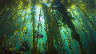 Photographie sous-marine, Santa Barbara