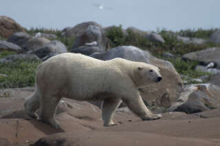 En Alaska, une rare attaque d’ours polaire cause la mort d’une femme et d’un enfant