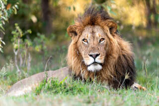 Le lion, âgé de 3 ans, fait partie d’un programme de réhabilitation visant à secourir les animaux orphelins ou blessés.