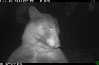 Cet ours a pris 400 selfies dans un parc du Colorado