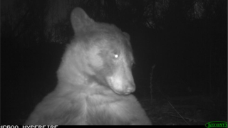 Un ours a pris 400 selfies dans un parc du Colorado.