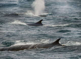 Selon une étude norvégienne, les excrément des baleines contribuent (modestement) à la lutte contre le réchauffement climatique (photo d’illustration prise à proximité d’Ushuaia, en Antarctique).