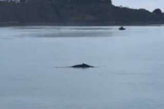 La baleine à bosse aperçue près de Saint-Malo a pu regagner le large