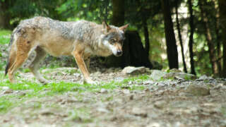 Un loup italien dans les Alpes françaises dans le Parc national du Mercantour (Photo d’illustration).