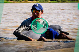 L’émouvant sauvetage de deux dauphins roses, une espèce menacée