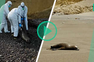 Des cadavres d’otaries découverts par centaines sur les plages du Pérou 