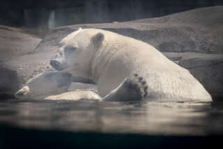 Au zoo de Copenhague, une ourse polaire meurt électrocutée