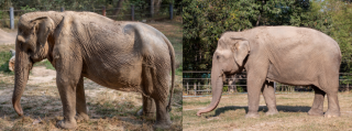 A gauche, le dos déformé de Pai Lin. A droite, celui d’un animal qui n’a pas été exploité par l’industrie touristique.
