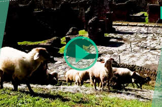 À Pompéi, les célèbres ruines sont sauvées par des moutons