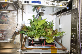 Culture de différentes plantes nutritives dans un espace en microgravité de l’ISS