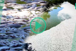 Des millions de poissons retrouvés morts dans une rivière australienne