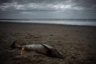 A dead dolphin lies on the beach of Le Bois-Plage-en-Re, on Île de Ré , southwestern France on March 13, 2023. - Dozens of dolphin carcasses have been found on the beaches of the French Atlantic coast since Saturday which environmental defense associations attribute to weather conditions and fishing pressure. (Photo by Philippe LOPEZ / AFP)