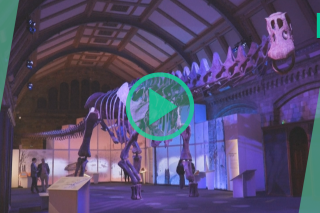 Le squelette d’un dinosaure de la taille d’un immeuble de 5 étages exposé à Londres