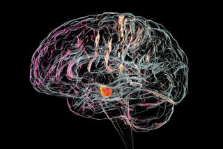 Illustration montrant une substantia nigra saine dans un cerveau humain. La substantia nigra joue un rôle important dans la récompense, la dépendance et le mouvement. La dégénérescence de cette structure est caractéristique de la maladie de Parkinson.