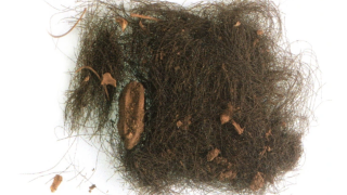 Les cheveux retrouvés dans la grotte d’Es Càrritx