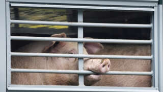 Des porcs dans un camion de transport en route vers l’abattoir un abattoir dans l’ouest de l’Allemagne, le 16 juillet 2020. Photo d’illustration.