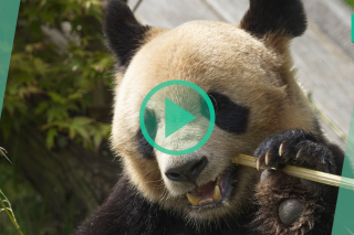 Le premier panda né au zoo de Beauval va enfin rejoindre la Chine