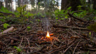 Flame of a burning match thrown in a coniferous dry taiga. Forest fire and smoke concept. Danger of wood wildfire.