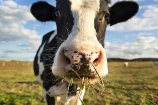 A dairy cow chewing grass in a field