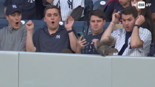 Lors d’un match de baseball entre les Yankees et les Orioles ce mardi, un petit animal poilu a surpris les supporters.