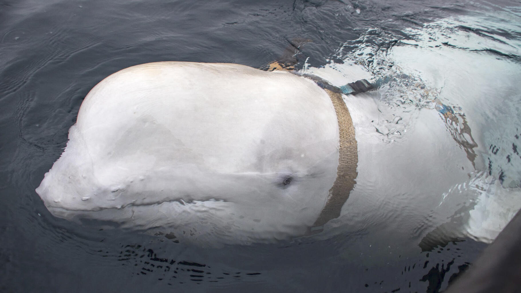 In Sweden, “Russian spy beluga” Hvaldemir spotted on the coast